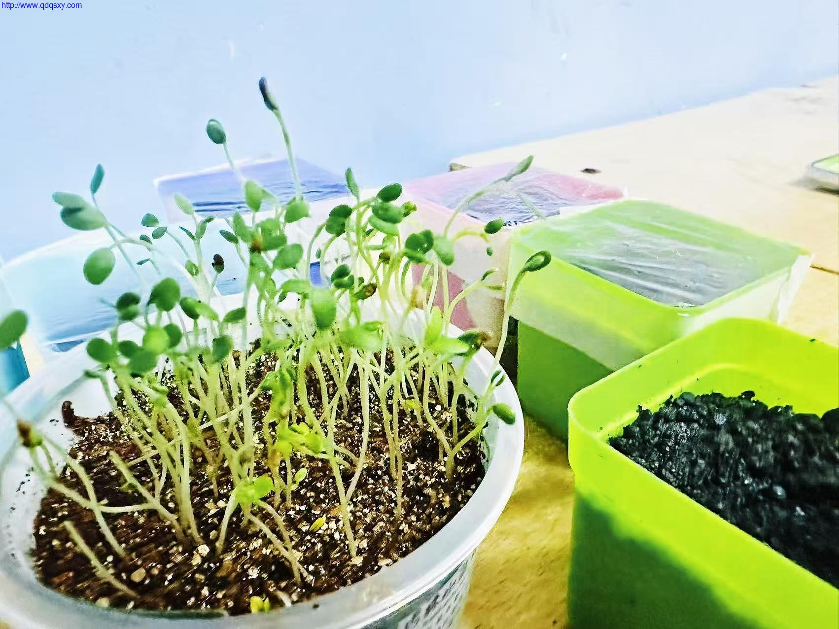 少妇性BBB搡BBB爽爽爽